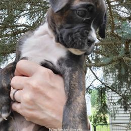 Boxer Puppies from Winchester Boxers
