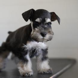 Miniature Schnauzer Puppies from Snowflake Schnauzers