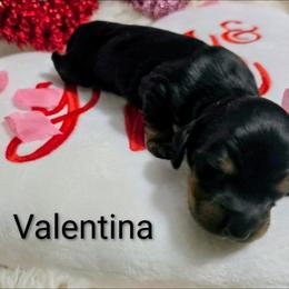 Valentina - Black and tan female Dachshund puppy in Vacaville, California from SchmooterBabies