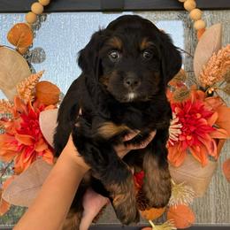 Ella - female Australian Mountain Doodle puppy in Spanish Fork, Utah from K Brand Doodles