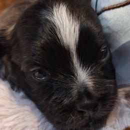 Blaze - Brindle and white male Mal-Shi puppy in Apollo Beach, Florida from Gemstone Exclusive Pups of Florida