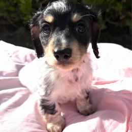 Holly - Dapple female Dachshund puppy in Hanford, California from Cooper Gals Doxies