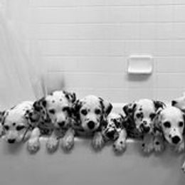 Dalmatians from Arctic Ridge Dalmatians