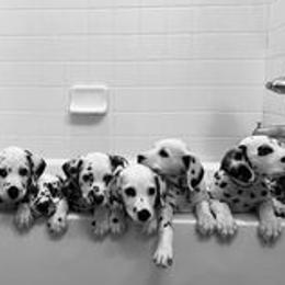 Dalmatians from Arctic Ridge Dalmatians