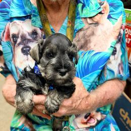 Ryan - Salt and pepper male Miniature Schnauzer puppy in Comanche, Texas from Circle R Sidney