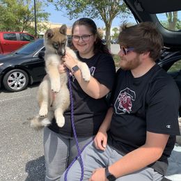 Siberian Husky Puppies from SoFlo Siberians
