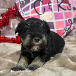 Romeo - Black and silver male Miniature Schnauzer puppy in Lufkin, Texas from C&K’s Schnauzer House