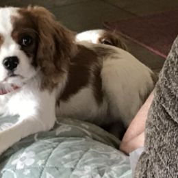 Cavalier King Charles Spaniels from Charmed Onz Cavaliers