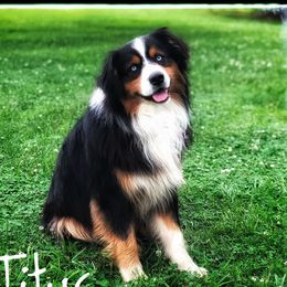 Titus - Australian Shepherd