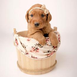 Taffy - Dark golden female Golden Retriever puppy in Buhl, Idaho from Atkinson's Goldens