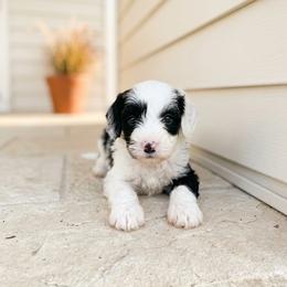 Mando - Black and white male Bernedoodle puppy in Travelers Rest, South Carolina from Bernedoodle.do