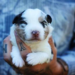 Dolly - Blue merle female Miniature American Shepherd puppy in Battle Ground, Washington from Casita Miniature American Shepherds