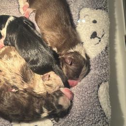 Miniature American Shepherds from Elm Creek Mini’s