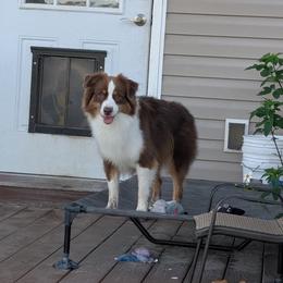 Bitty - Miniature American Shepherd