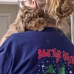 Ruby Merle Valentine - Red merle female Aussiedoodle puppy in Charlestown, Indiana from Forever Aussies and A Doodle