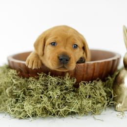 Sunny - Yellow female Labrador Retriever puppy in Allons, Tennessee from UC Labradors LLC