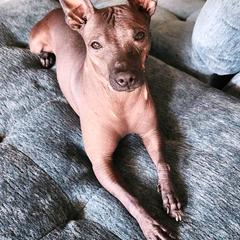 Katu - Xoloitzcuintli