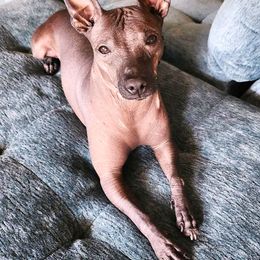 Katu - Xoloitzcuintli