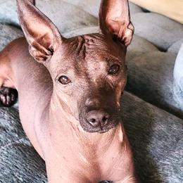 Katu - Xoloitzcuintli