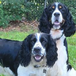 English Springer Spaniels from Pheasant Run Springers