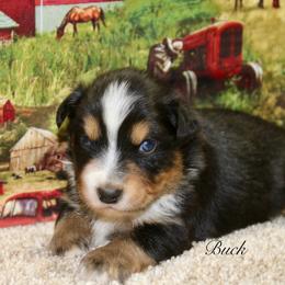 Buck - Black tri male Miniature Australian Shepherd puppy in Ronan, Montana from Dirt Road Aussie’s of Montana