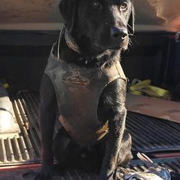 Labrador Retrievers from Caledon Retrievers