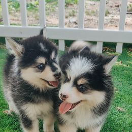Pomsky Puppies from Arctic Star Pomskies