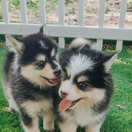 Pomsky Puppies from Arctic Star Pomskies