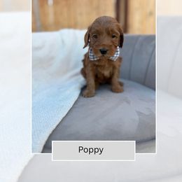 Poppy - Red  male Goldendoodle puppy in Las Vegas, Nevada from Bridges Goldendoodles