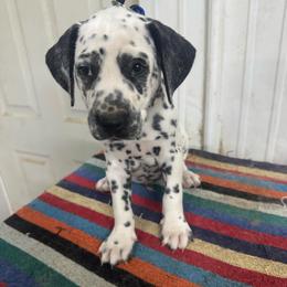 Frosty Ears - White and black male Dalmatian puppy in Williamsburg, Ohio from Dewey’s Dals