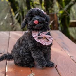 Abigale Gabble - Black female Cockapoo puppy in Deming, Washington from Heavenly Puppies to Love