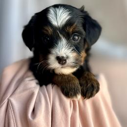 Cirie - Tri-color female Bernedoodle puppy in Gilbert, Arizona from Safe Havynn Doodles