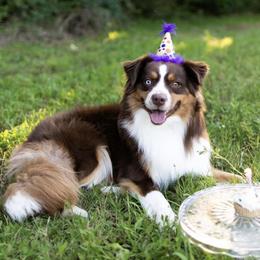 Rocket - Miniature American Shepherd