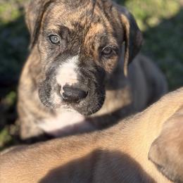 Zazu - Brindle male Great Dane puppy in Scottsburg, Virginia from Virginia Great Danes