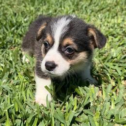Echo - Black and tan female Pembroke Welsh Corgi puppy in Magnolia, Texas from Wiggle Ranch Corgis