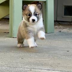 Icelandic Sheepdog Puppies from Hjarta Icelandics