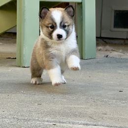 Icelandic Sheepdog Puppies from Hjarta Icelandics
