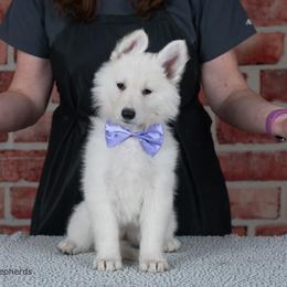 Purple girl - White female Berger Blanc Suisse puppy in Scio, Oregon from Moro Shepherds