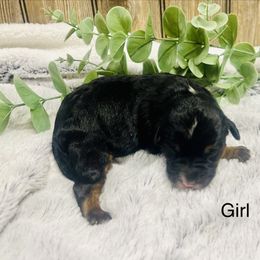 Pics to come - Black tri-color female Aussiedoodle puppy in Hamilton, Michigan from White Pine Farm