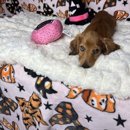 Jenny - Sable female Dachshund puppy in Lake City, Florida from My Ditzy Doxies of Florida