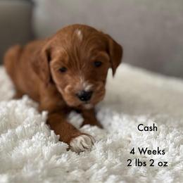 Boy Spot 2 - Red  male Goldendoodle puppy in Idaho Falls, Idaho from Triple H puppies