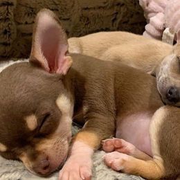 Chihuahuas from TAS Chihuahua