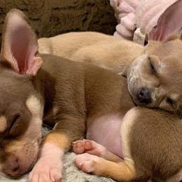 Chihuahuas from TAS Chihuahua