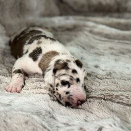 Moana - Harlequin female Great Dane puppy in Montgomery, Texas from KD Sweet Southern Danes