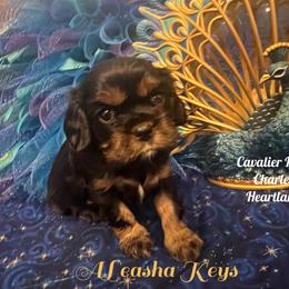 Cavalier King Charles Spaniel Puppies from Cavalier King Charles Heartland