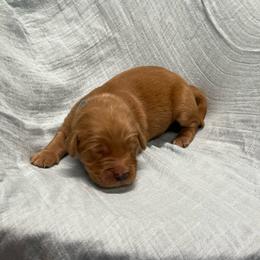 Almond joy - blue - Dark golden male Golden Retriever puppy in Pelham, Georgia from Sellers Kennels