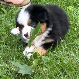 Girl 5 Liberty - Black tri female Miniature Australian Shepherd puppy in Bristow, Iowa from Pine Ridge Toy and Mini Aussies