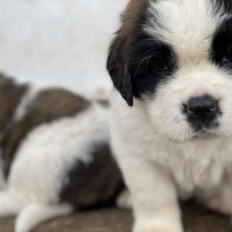 Saint Bernard Puppies from Northwoods Saint Bernards
