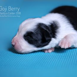 Border Collie Puppies from Inspire Performance Dogs