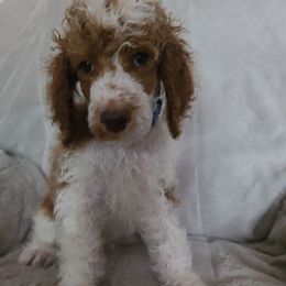 Dark blue Collar - Parti male Poodle puppy in Colorado Springs, Colorado from Silly's Standard Poodles